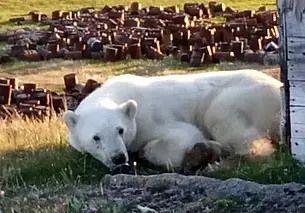 Белый медведь в Сибири вышел к людям за помощью. У него в пасти застряла банка из-под сгущенки