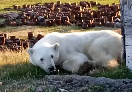 Белый медведь в Сибири вышел к людям за помощью. У него в пасти застряла банка из-под сгущенки