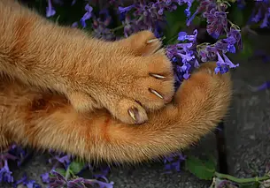 Кошачьи «царапки»: почему они небезопасны и на что обращать внимание. Рассказывает врач