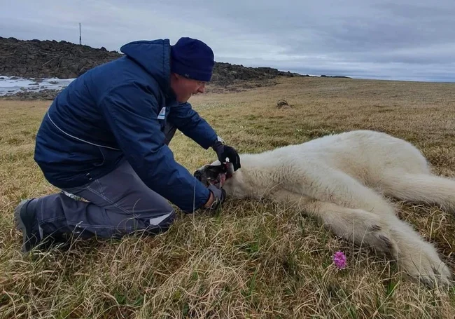 Сибирский белый медведь, точнее медведица спасена! Ветеринары вытащили из ее пасти банку