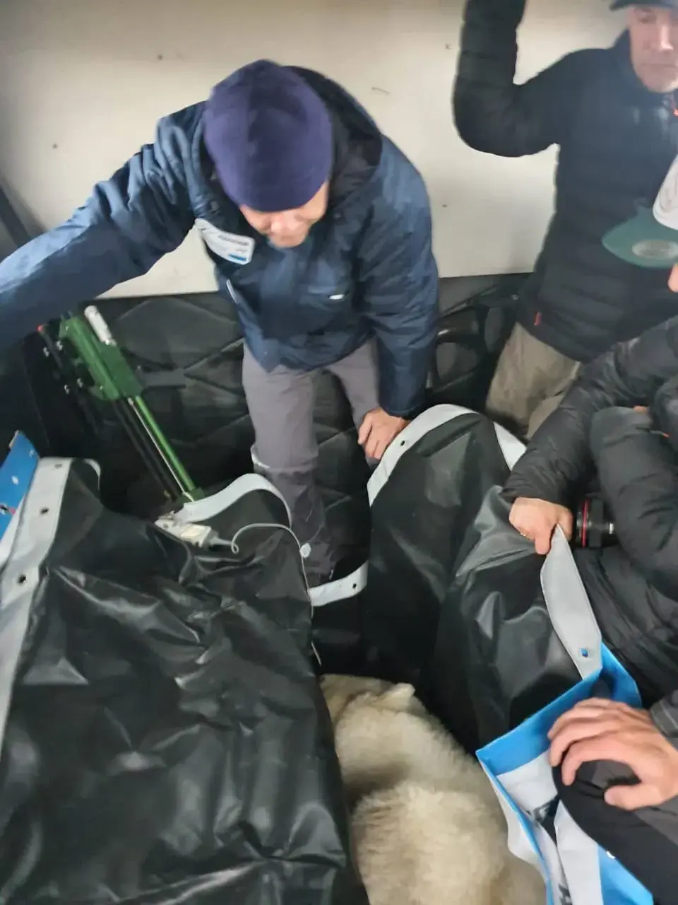 Зверя на вертолете было решено вернуть в естественную среду обитания