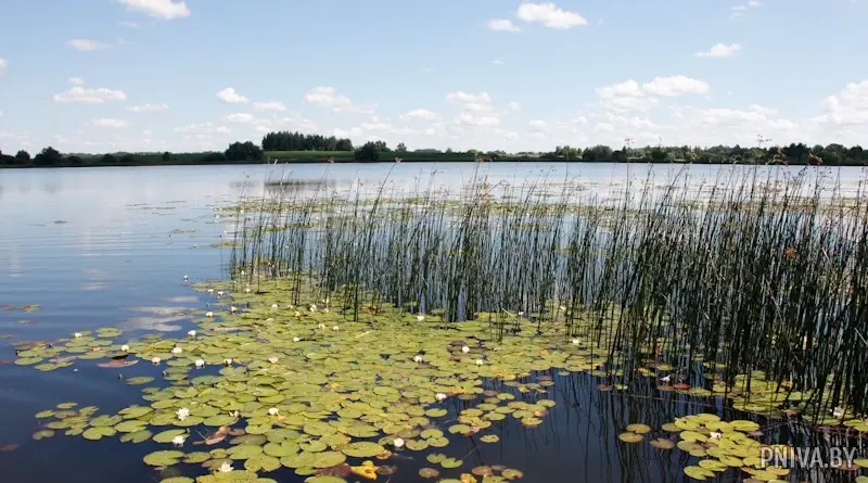 23 июля 2022 года. Рыболовные соревнования в деревне Зарестье Могилевского района. Фото: «Прыдняпроўская ніва».
