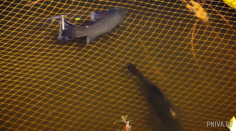 23 июля 2022 года. Рыболовные соревнования в деревне Зарестье Могилевского района. Фото: «Прыдняпроўская ніва».