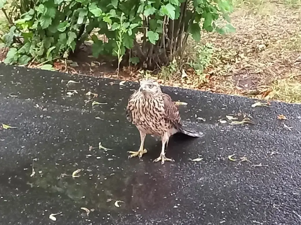 24.07.2022. Ястреб распугал воробьёв и голубей во дворике бобруйской больницы