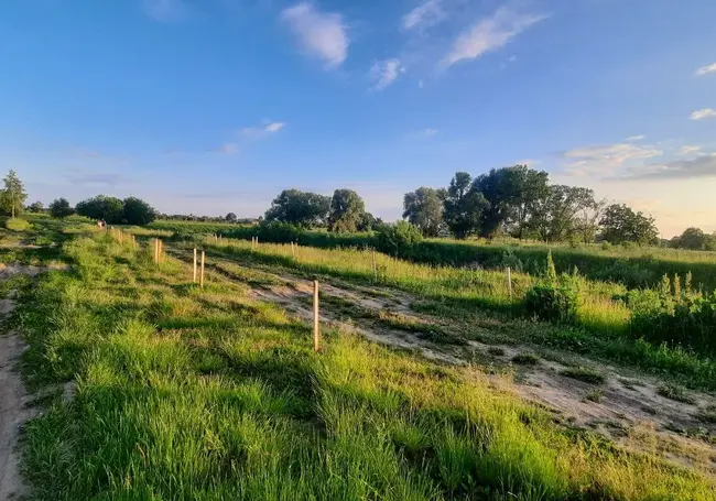 Сосновый бор в могилевском Подниколье засох. Что дальше?