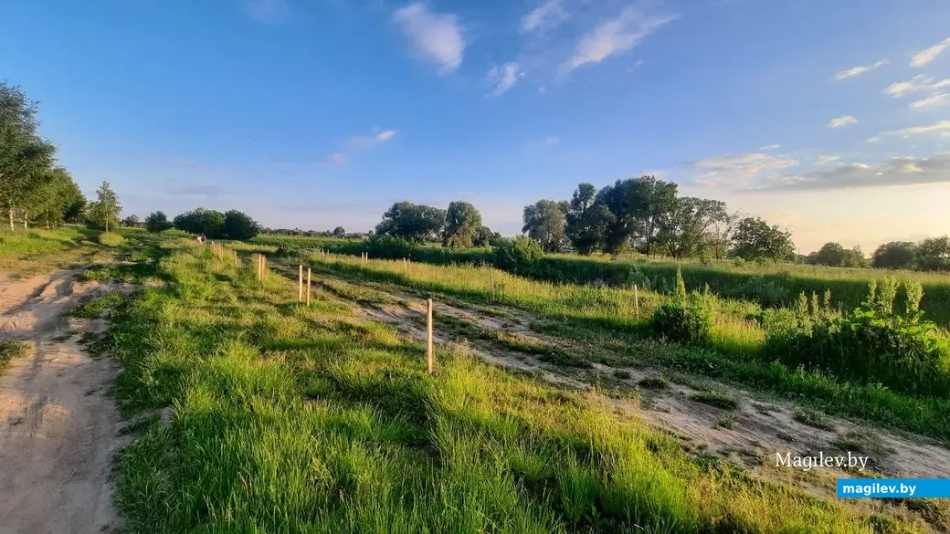 Лето 2022 г. Могилев, Подниколье. Сосновый бор должен был быть аж до самого Днепра