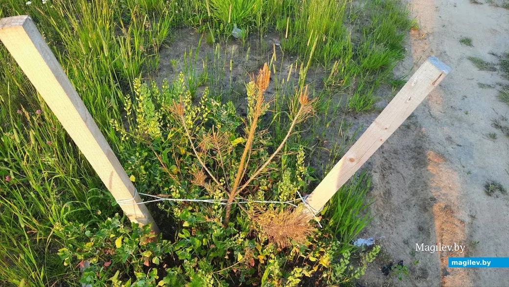 Лето 2022 г. Могилев, Подниколье. Многие деревья, увы, засохли