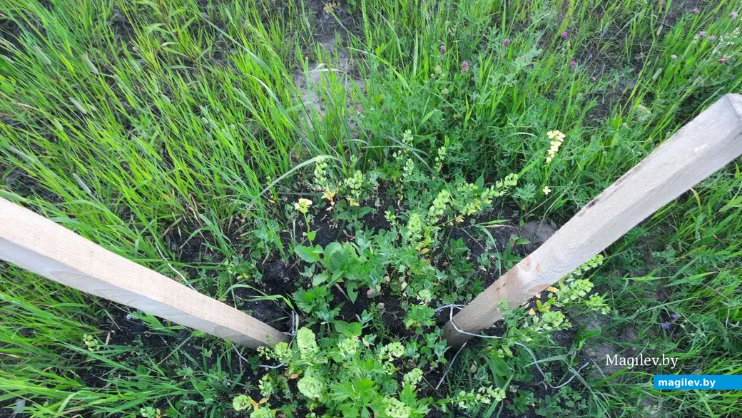 Лето 2022 г. Могилев, Подниколье. Колышки есть, саженцев нет