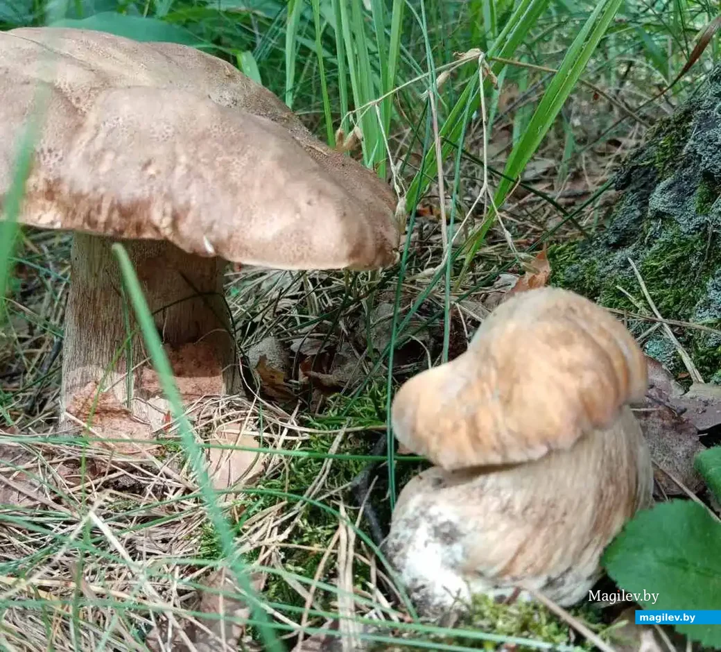 «Улов» Дмитрия Скалозуба из Минска.