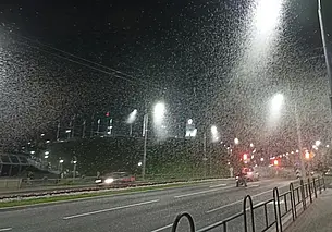 «Конец света близко». Огромный рой мошкары заметили в Могилеве