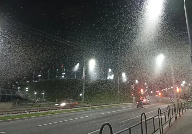 «Конец света близко». Огромный рой мошкары заметили в Могилеве