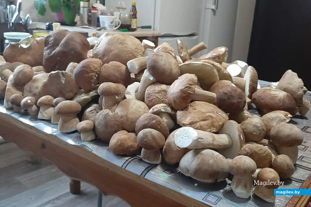 Трофеи Галины Статкевич из Бобруйска.