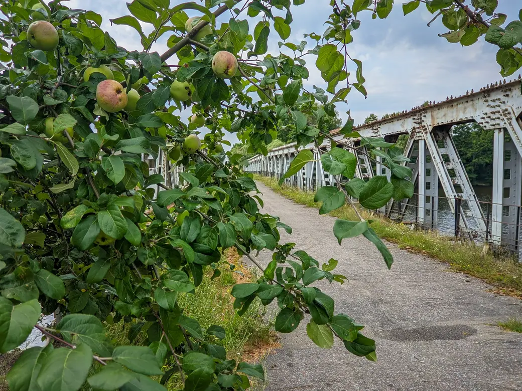 31.07.2022. Черноборский сельский Совет. Областной музыкальный фестиваль «Большая бард-рыбалка» прошел в деревне Чечевичи Быховского района на территории базы отдыха