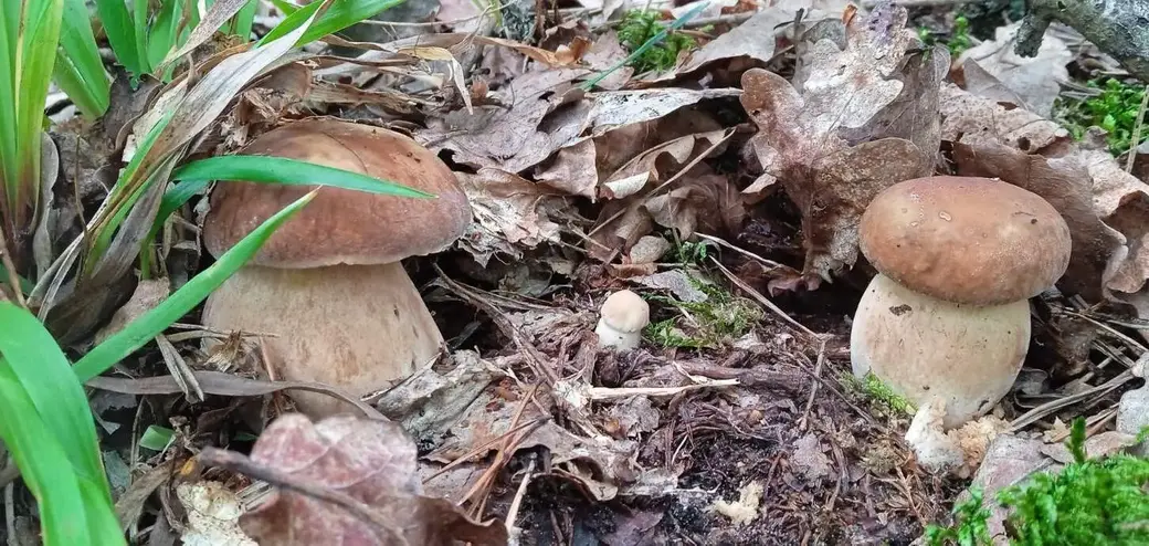 Грибной «улов» Валентины Карликовой.