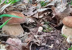 Пока в лесах встречаются «колосовики». Грибной фотоконкурс