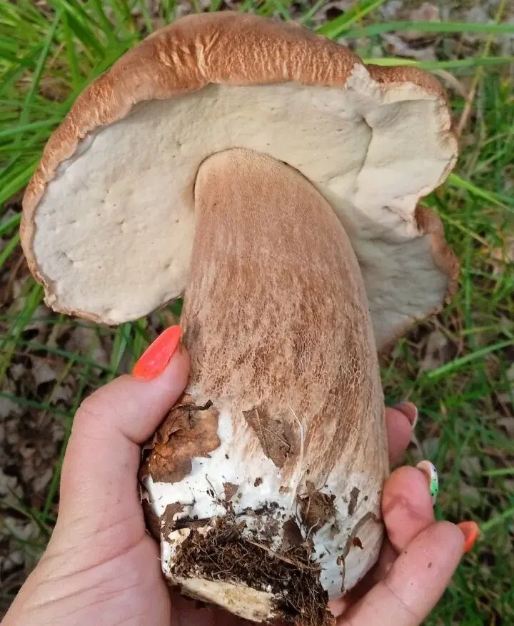 Грибной «улов» Валентины Карликовой.