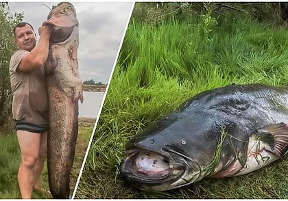 Отец с сыном выловили из Припяти на Гомельщине двухметрового сома