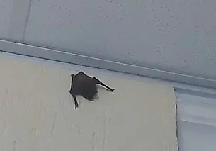 Необычный гость. Летучая мышь залетела в Могилевский облисполком