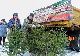 Сколько будет стоить новогодняя ель в Могилеве? Узнали цены