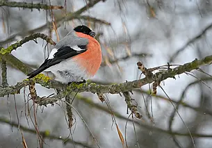Синоптики передают 8 декабря в Беларуси до 23 градусов мороза. А что по Могилеву?
