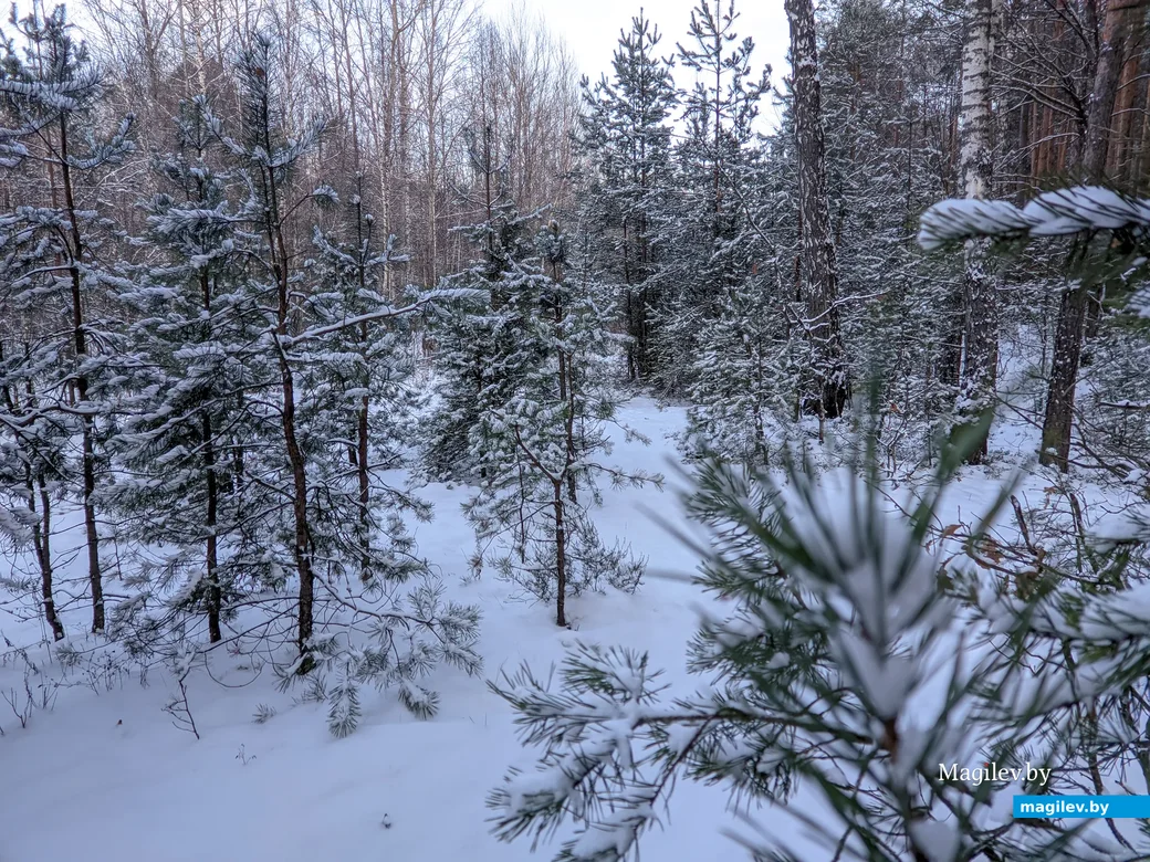 08.12.2021. Бобруйск. Морозный день в декабре. Лесопарковая зона возле санатория «Шинник»