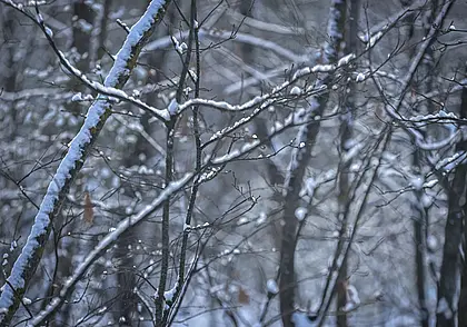 Осторожно, скользко: какой будет погода в Могилеве 13 марта