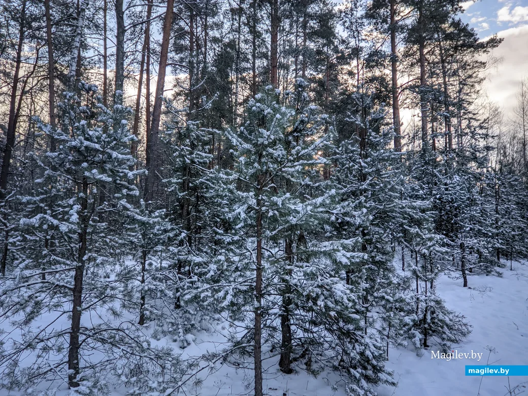 08.12.2021. Бобруйск. Морозный день в декабре. Лесопарковая зона возле санатория «Шинник»