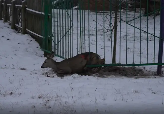 В кличевском лесхозе спасли застрявшую в заборе косулю и рассказали, каких еще животных отправили в зоосад Могилева