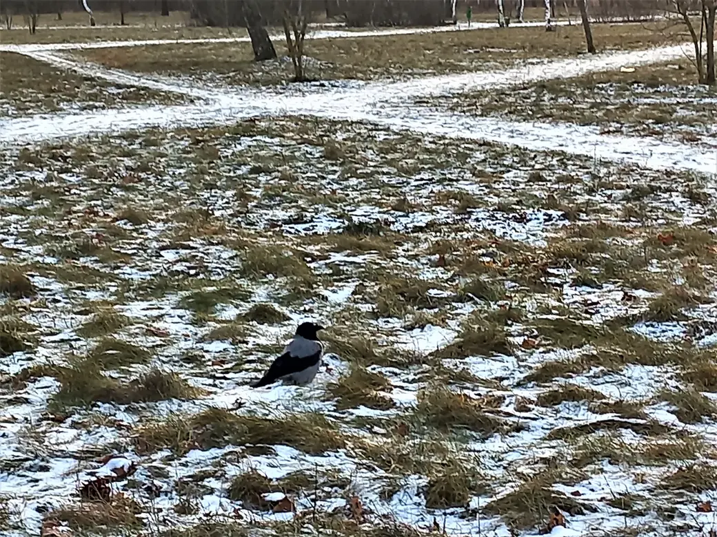 21.12.2021, Могилев, проспект Шмидта. Мороз пернатым тоже добавляет проблем.