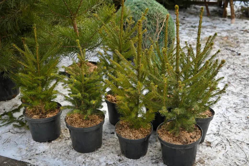 23.12.2021. Бобруйск. Продажа новогодних ёлок началась в Бобруйске. Ёлочные базары