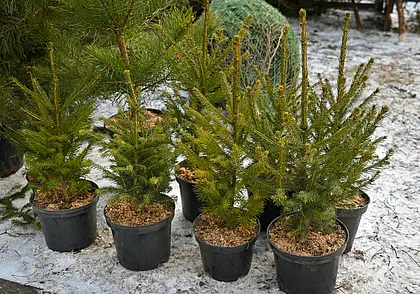 Гослесохрана усиливает контроль за вырубкой елей и сосен