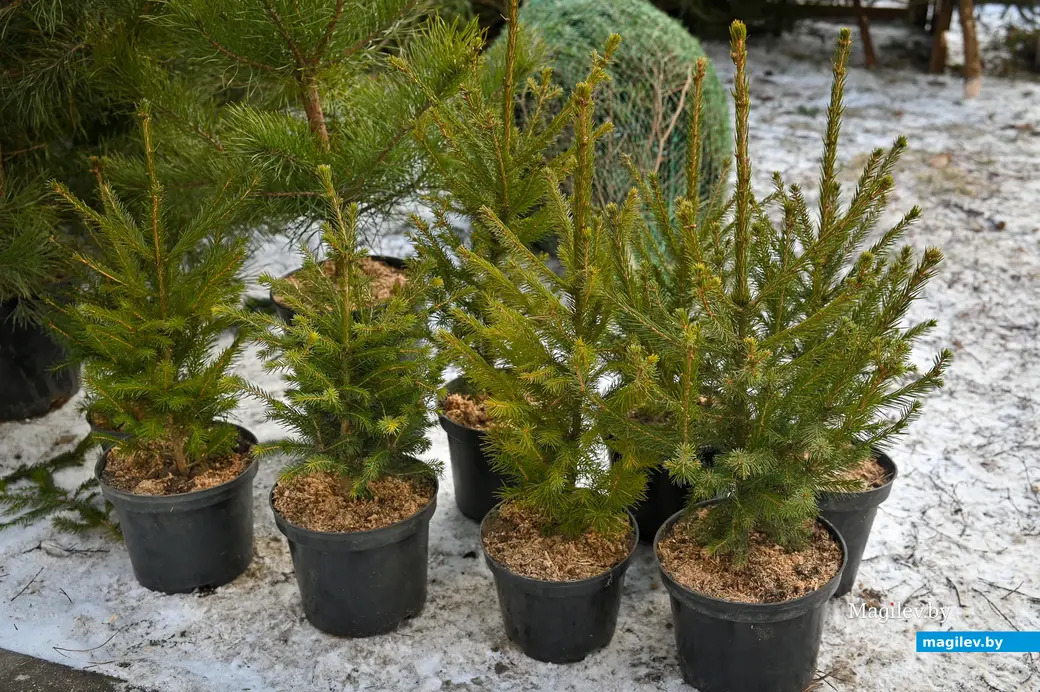 23.12.2021. Ёлочные базары. Фото из архива