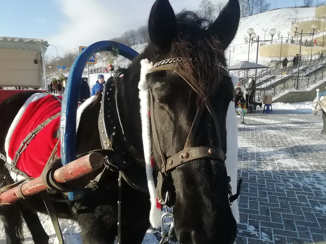 Общегородской праздник «Волшебство в новогоднем парке», Могилев. 25.12.2021