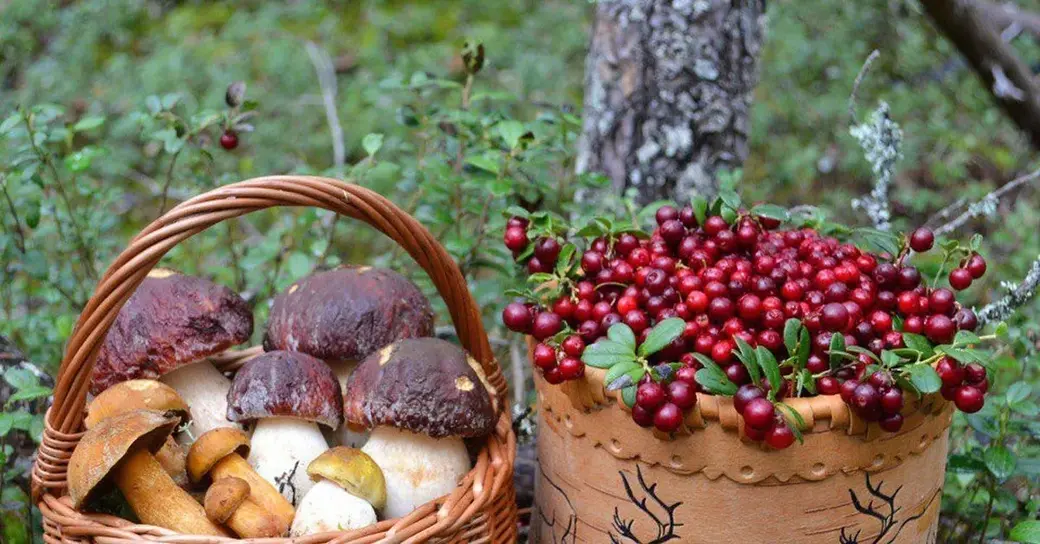 Подоходный налог на прибыль от продажи грибов и ягод может появиться в Беларуси. Фото на титуле носит иллюстративный характер