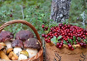 Подоходный налог на прибыль от продажи грибов и ягод может появиться в Беларуси