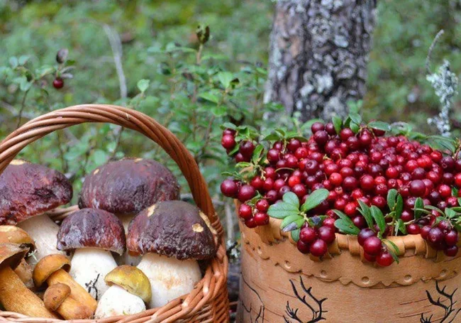 Подоходный налог на прибыль от продажи грибов и ягод может появиться в Беларуси