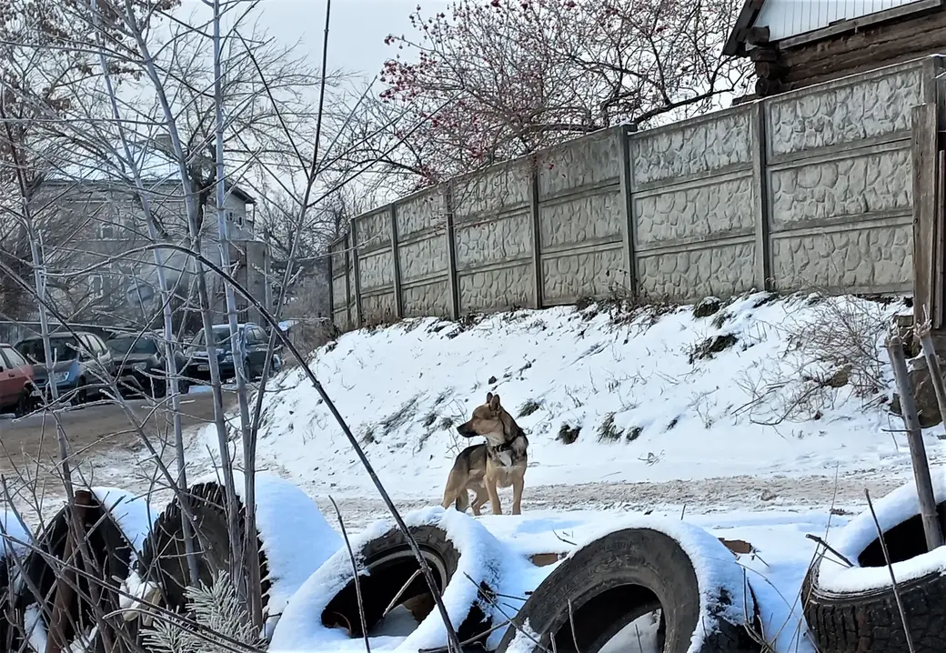 28.12.2021 г. Быховский рынок. Такому «покупателю» здесь поживиться нечем