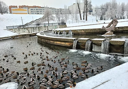 28  декабря в Могилеве. Дубровенка: от Быховского рынка до Русалки-Алки