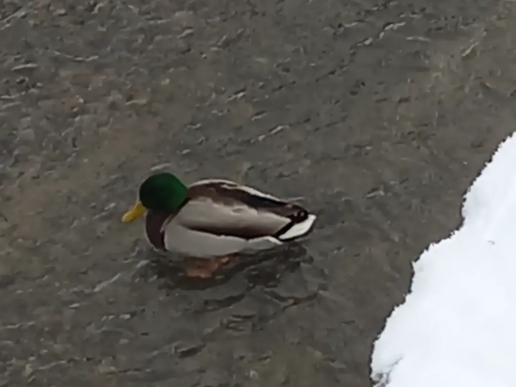 28.12.2021 г. Дубровенка. Видите сами, это не шутки, холодно нам, холодно утке
