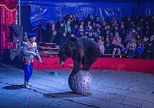 Чем столичный цирк-шапито могилевчан удивляет: фотоотчет с выступлений