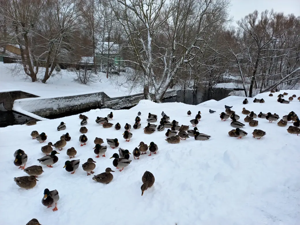 3.01.2022 г. А вот утки привыкли действовать без всяких очередей. Но мы же с вами не утки, так?