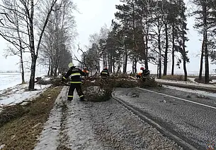 В МЧС рассказали о последствиях сильного ветра в Могилевской области