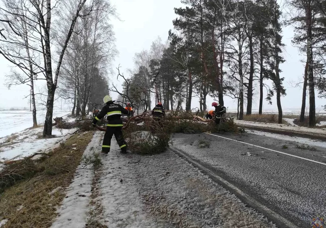 В МЧС рассказали о последствиях сильного ветра в Могилевской области