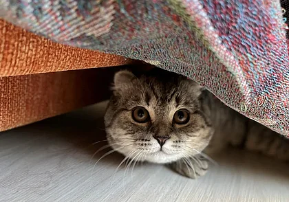 Если друг заболел твой вдруг… Один день из жизни кота, попавшего в ветклинику Могилева