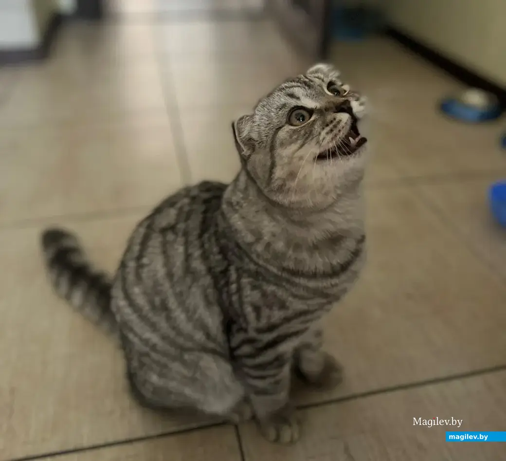 Дай «вкусняшку», не жадничай!