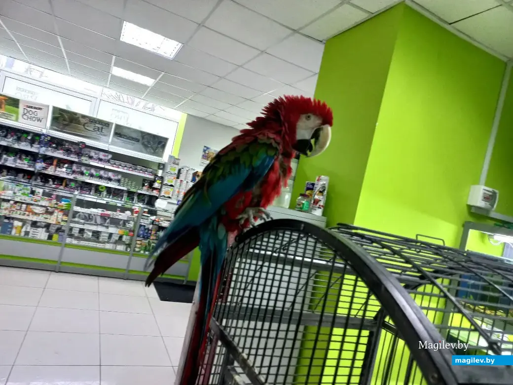 07.02.2022 г. Могилевский филиал ветеринарного центра доктора Базылевского. Попугай наблюдает за обстановкой