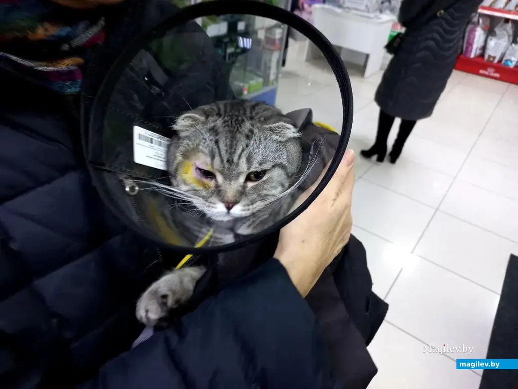 07.02.2022 г. Могилевский филиал ветеринарного центра доктора Базылевского. Масик мужественно перенес операцию