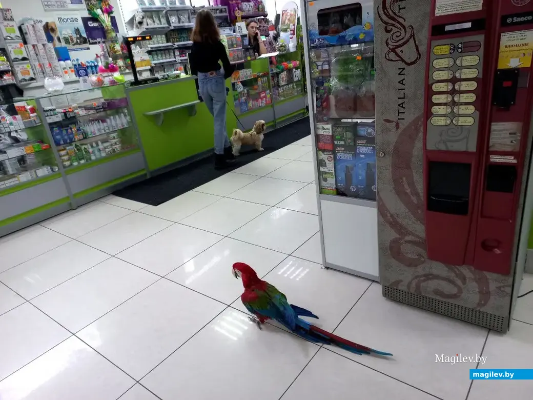 07.02.2022 г. Могилевский филиал ветеринарного центра доктора Базылевского. Пернатый страж отправился на прогулку