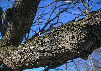Что погода подготовила для могилевчан 15 февраля