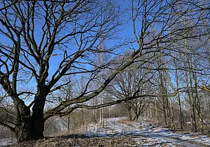 Похолодание будет недолгим: прогноз погоды на неделю с 17 по 23 марта